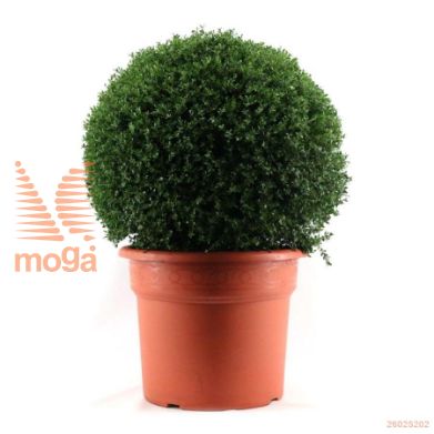 http://twentheplant.nl/tsd/87081_ILCRENAT_VBL80100C50_1.jpg