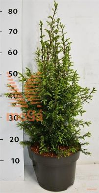 http://twentheplant.nl/tsd/54062_JUCSUECI_8p23040050_1.jpg