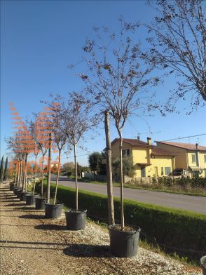 http://web2.zelari.it/U/Foto/3848.jpg