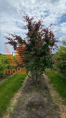 https://tcimage.mobi/dabba09c37d187d3cfc080bce46bb85d.jpg/public