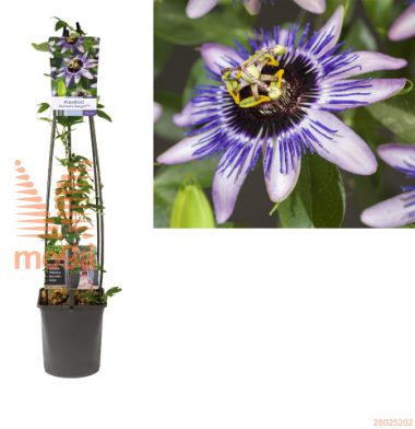 http://twentheplant.nl/tsd/90550_PACDDELI_8PSK1204ST_1.jpg