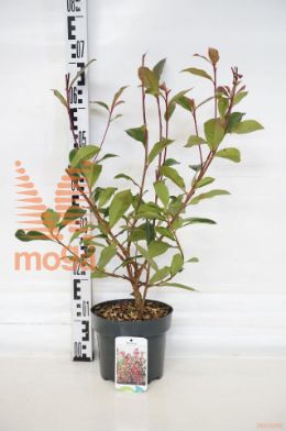 http://twentheplant.nl/tsd/80612_PHFMANDA_8p19030040_1.jpg