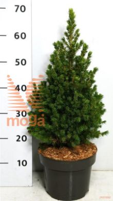 http://twentheplant.nl/tsd/54062_PIGREND_8P23030040_1.jpg
