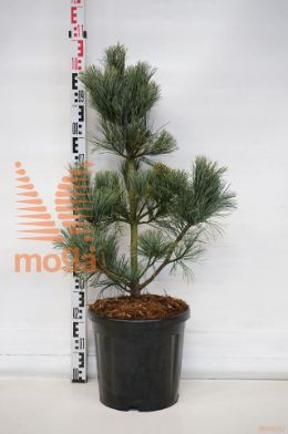 http://twentheplant.nl/tsd/73487_PIKSILVE_9C18060070_1.jpg