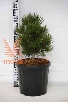 http://twentheplant.nl/tsd/73487_PILIBELL_8P26025030_1.jpg