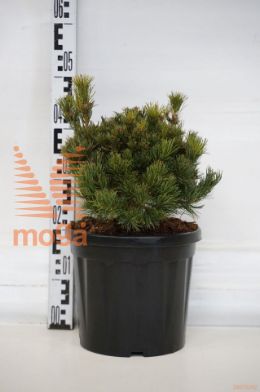 http://twentheplant.nl/tsd/73487_PIPKDAMA_8P26025030_1.jpg