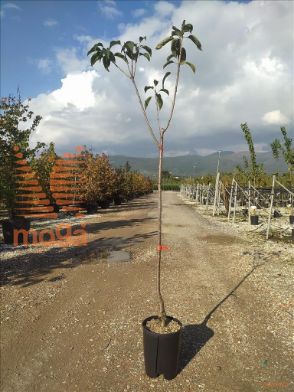 http://web2.zelari.it/U/Foto/3663.jpg