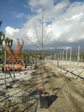 http://web2.zelari.it/U/Foto/3664.jpg