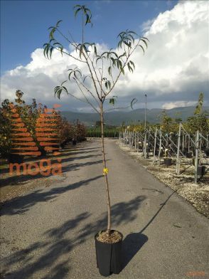 http://web2.zelari.it/U/Foto/3673.jpg