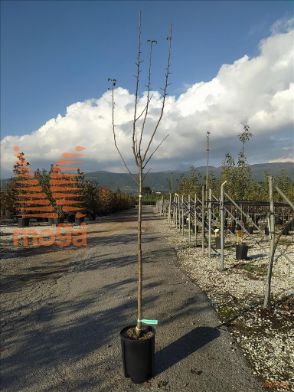 http://web2.zelari.it/U/Foto/3678.jpg