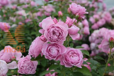 http://twentheplant.nl/tsd/74813_RONAUTIC_s050p23_1.jpg