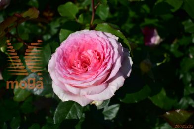http://twentheplant.nl/tsd/74813_RMEIROSE_8p23_1.jpg
