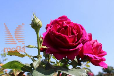 http://twentheplant.nl/tsd/74813_ROFELISE_s090p26_1.jpg