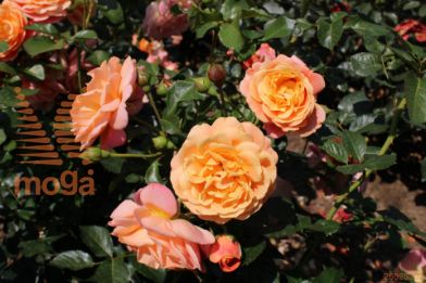 http://twentheplant.nl/tsd/74813_ROPMELBA_8p23_1.jpg