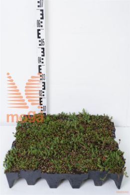 http://twentheplant.nl/tsd/78812_SECASSET_5454_1.jpg