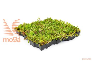 http://twentheplant.nl/tsd/78812_SECASSET_5050_1.jpg
