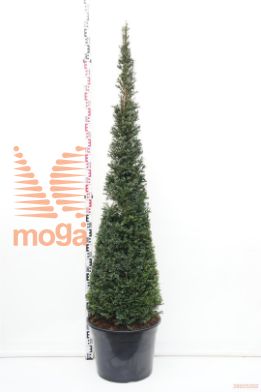 http://twentheplant.nl/tsd/62347_TABACCAT_vp175200c45_1.jpg