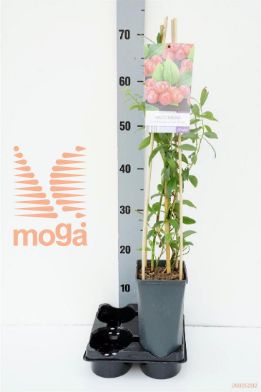 http://twentheplant.nl/tsd/90550_VACPBERR_8PSP_1.jpg