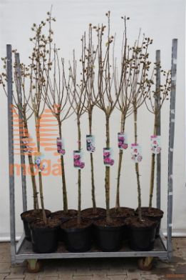http://twentheplant.nl/tsd/90990_HISICULT_s090c10_1.jpg