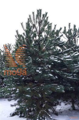 https://tcimage.mobi/5d8684261ea0d7724c2a634a3a71300e.jpg/public