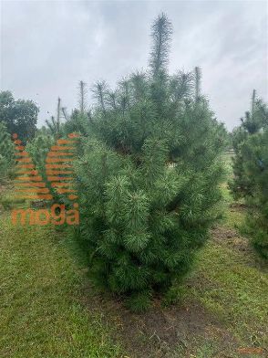 https://tcimage.mobi/97772eb7e21155861dce7ef6eb162d79.jpg/public