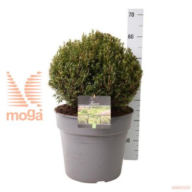 http://twentheplant.nl/tsd/55028_TABACCAT_vbl35c15_1.jpg