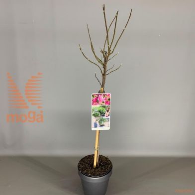 http://twentheplant.nl/tsd/56050_MASUSAN_S050C93JR_1.jpg
