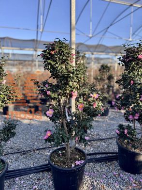 https://apps.innocentiemangonipiante.it/data/images/8051838493665/1733215517_Camellia_Sasanqua_Navajo_c70_150_175_POMPONS.jpg