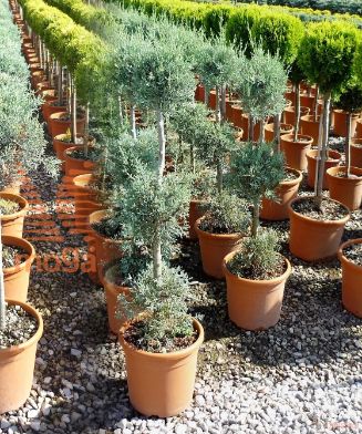 https://apps.innocentiemangonipiante.it/data/images/8051838680164/1624377610_cupressus_arizonica_fastigiata_pag.160.JPG