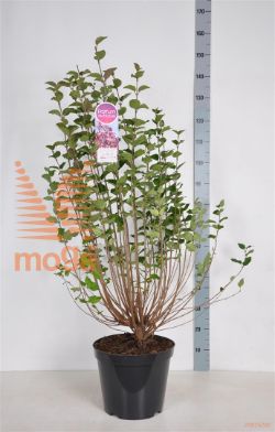 http://twentheplant.nl/tsd/74813_SYTINKER_9C15090120_1.jpg