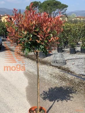 https://apps.innocentiemangonipiante.it/data/images/8051838243024/1678258672_Red_Robin_half_std_10L__1.00mt_clear_stem.jpg