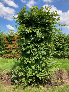 Slika Carpinus betulus 125 cm x 50 x 50 cm, drkl
