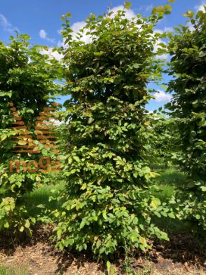 Slika Carpinus betulus 150 cm x 50 x 50 cm, drkl
