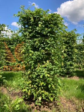 Slika Carpinus betulus 175 cm x 50 x 50 cm, drkl