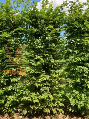 Slika Carpinus betulus 200 cm x 50 x 50 cm, drkl