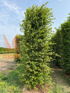Slika Carpinus betulus 350 cm x 80 x 80 cm, drkl