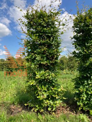 Slika Fagus sylvatica 175 cm x 45 x 45 cm, drkl