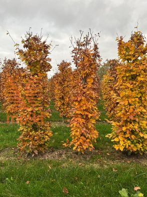 Slika Fagus sylvatica 200 cm x 45 x 45 cm, drkl