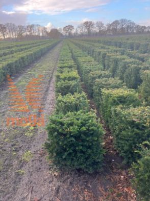 Slika Taxus baccata 60 cm x 45 x 45 cm, drkl