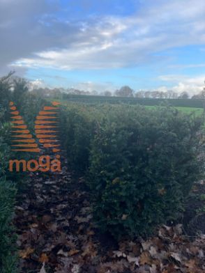 Slika Taxus baccata 80 cm x 45 x 45 cm, drkl