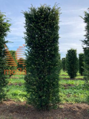 Slika Taxus baccata 175 cm x 50 x 50 cm, drkl