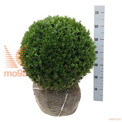 http://twentheplant.nl/tsd/53713_BUSEMPER_VBL45KL_1.jpg