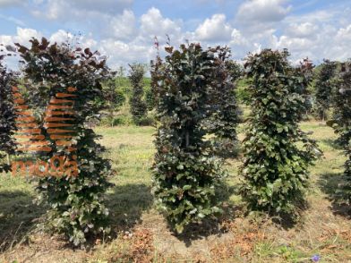 Slika Fagus sylvatica 'Atropunicea' 125 cm x 50 x 50 cm, drkl