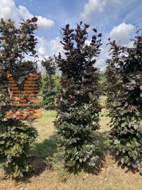 Slika Fagus sylvatica 'Atropunicea' 175 cm x 50 x 50 cm, drkl