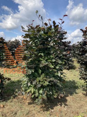 Slika Fagus sylvatica 'Atropunicea' 100 cm x 45 x 45 cm, drkl