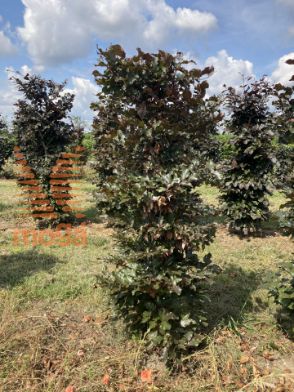 Slika Fagus sylvatica 'Atropunicea' 125 cm x 45 x 45 cm, drkl
