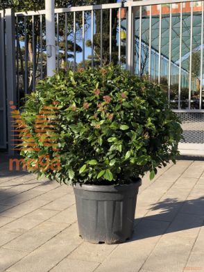 Viburnum tinus "Spirit" |60-80|FI:60-80|Ball|C