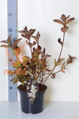 http://twentheplant.nl/tsd/68004_WEEAIVOR_8P19030040_2.jpg