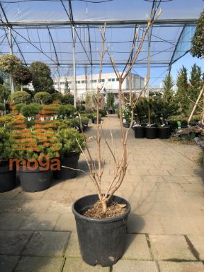 dobrovita "Mohican"