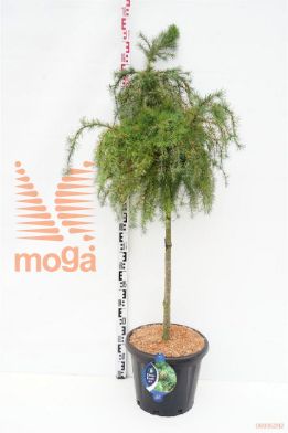 http://twentheplant.nl/tsd/54062_LADLBOGL_s090c25_1.jpg